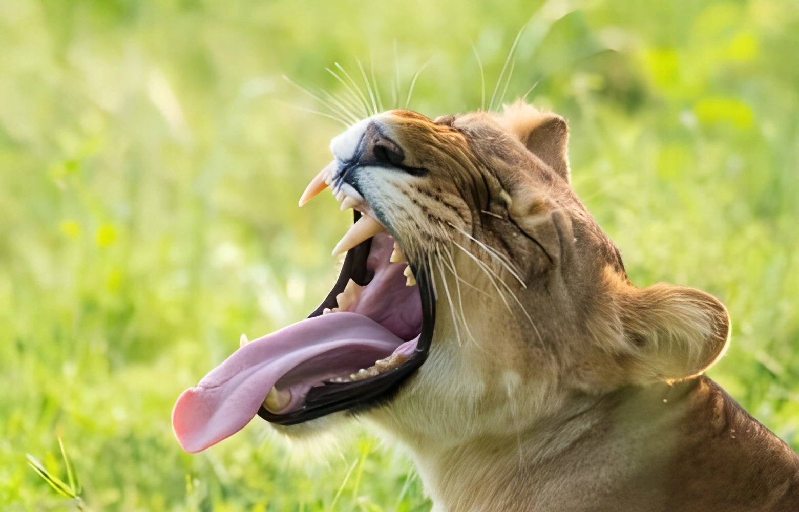 LI lion