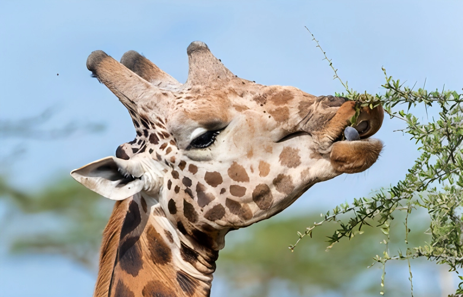 girag giraffe