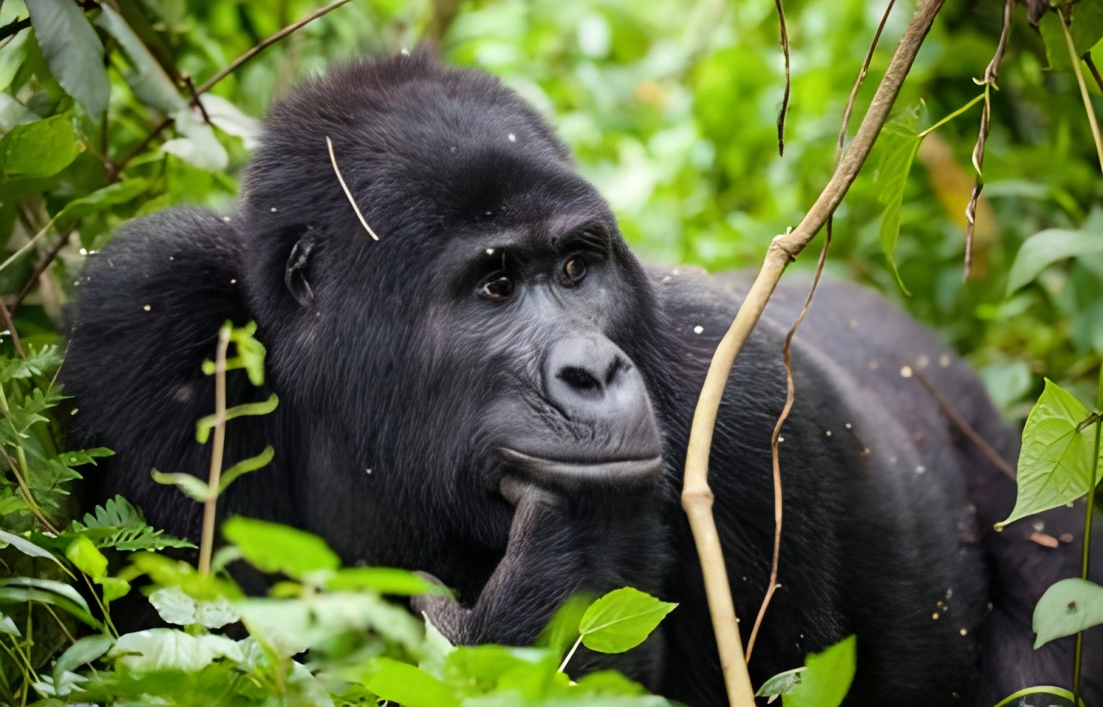 go gorilla