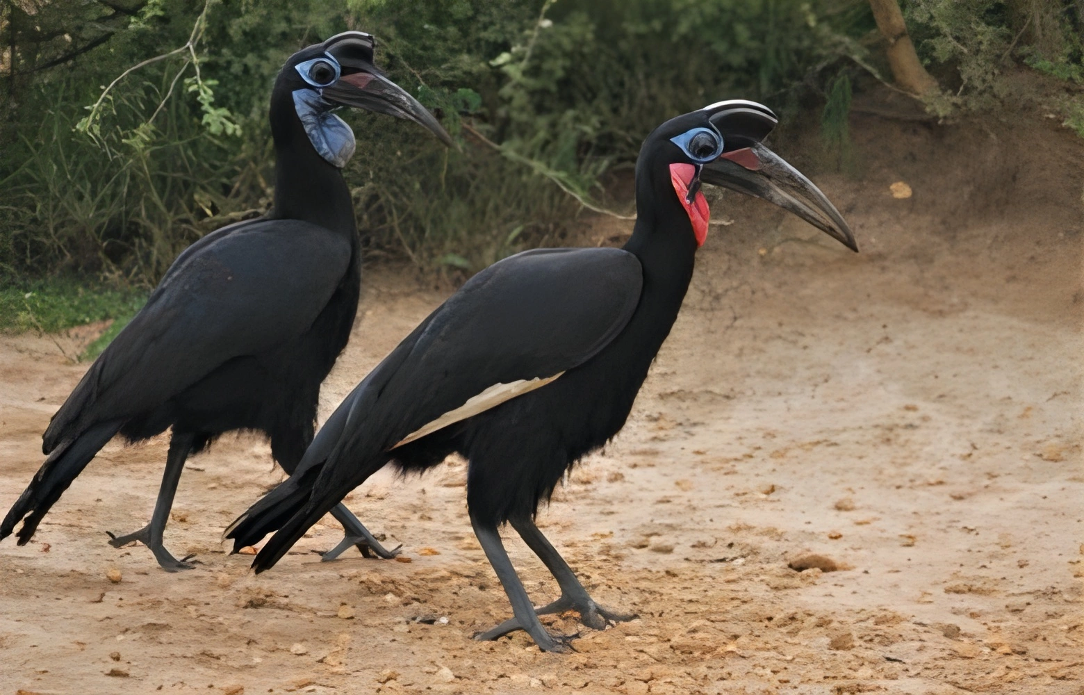 hornbill hornbill