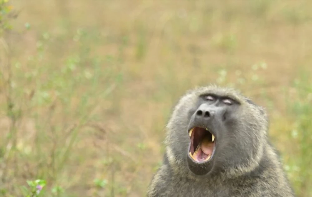 baboon aamamtours