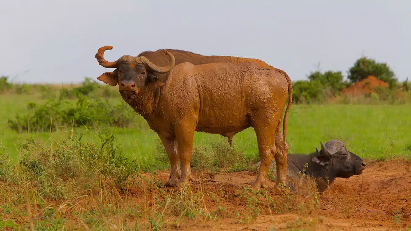 3-Day Classic Queen Elizabeth National Park Safari