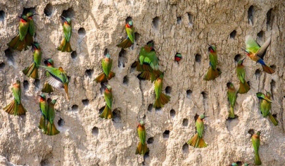 12-Day Albertine Rift Endemics Birding Safari and Shoebill Expedition