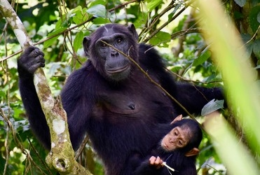 chimpanzee aamam