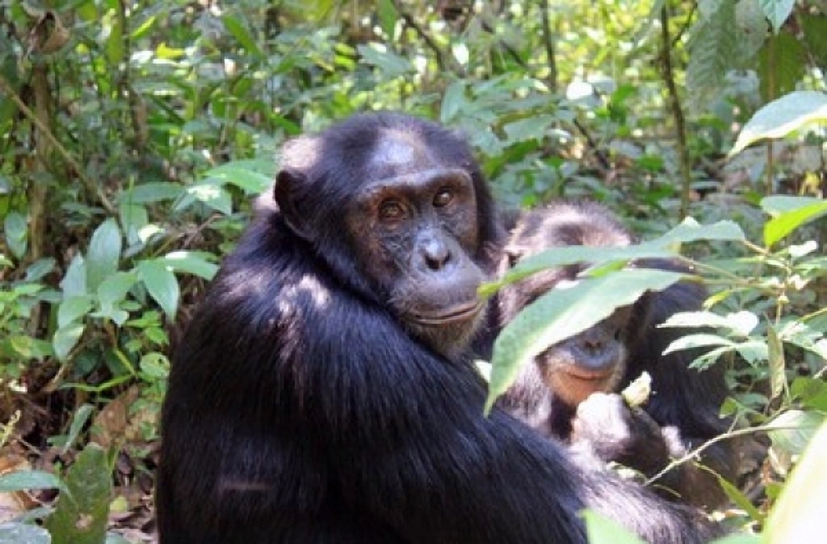 Chimpanzee Tracking Uganda Kibale Forest Aamam Safaris