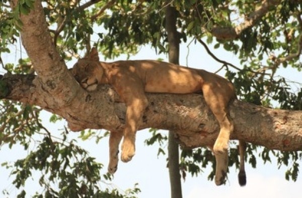 dl.beatsnoop.com 600px 1637854874 tree climbing lion
