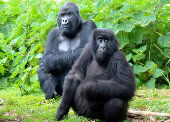 gorilla aamam