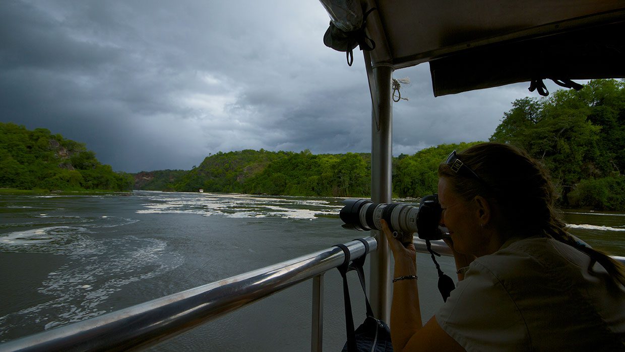 Chimpanzee Tracking Uganda Kibale Forest Aamam Safaris