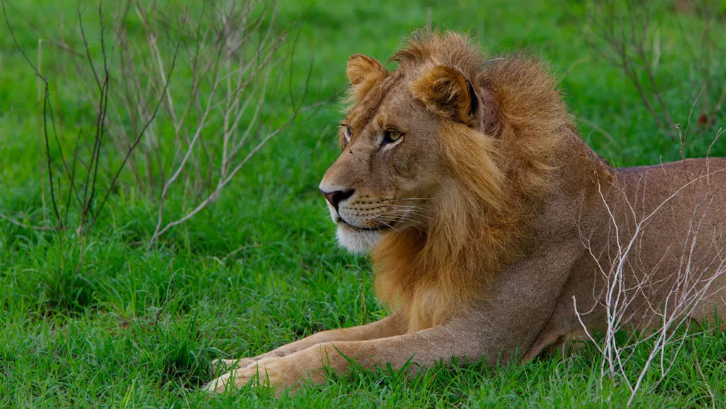 aamam tours lion