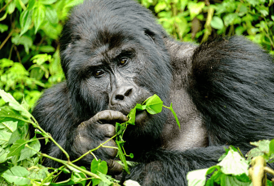 aamam gorilla tours