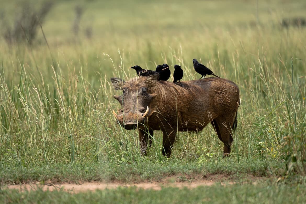 Savanna Warthog and Wildlife viewing in Queen Elizabeth National Park - Aamam Safaris