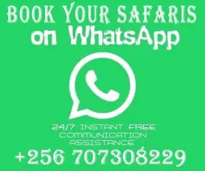 book on line at whatsaap