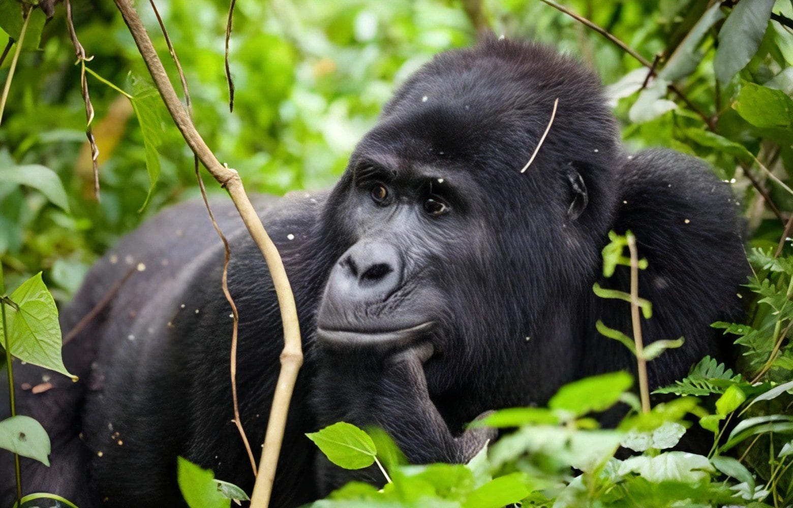 Gorilla Trekking in Bwindi Uganda with Aamam Safaris