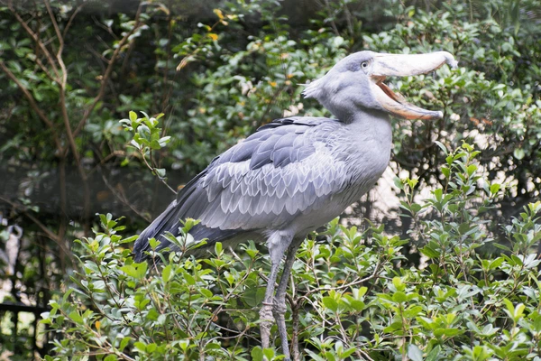 Prehistoric Shoebill Stork hunting inside Mabamba Swamp wetlands Uganda with Aamam Safaris