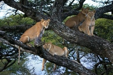 tree climbing lion Where to See Tree-Climbing Lions in Uganda